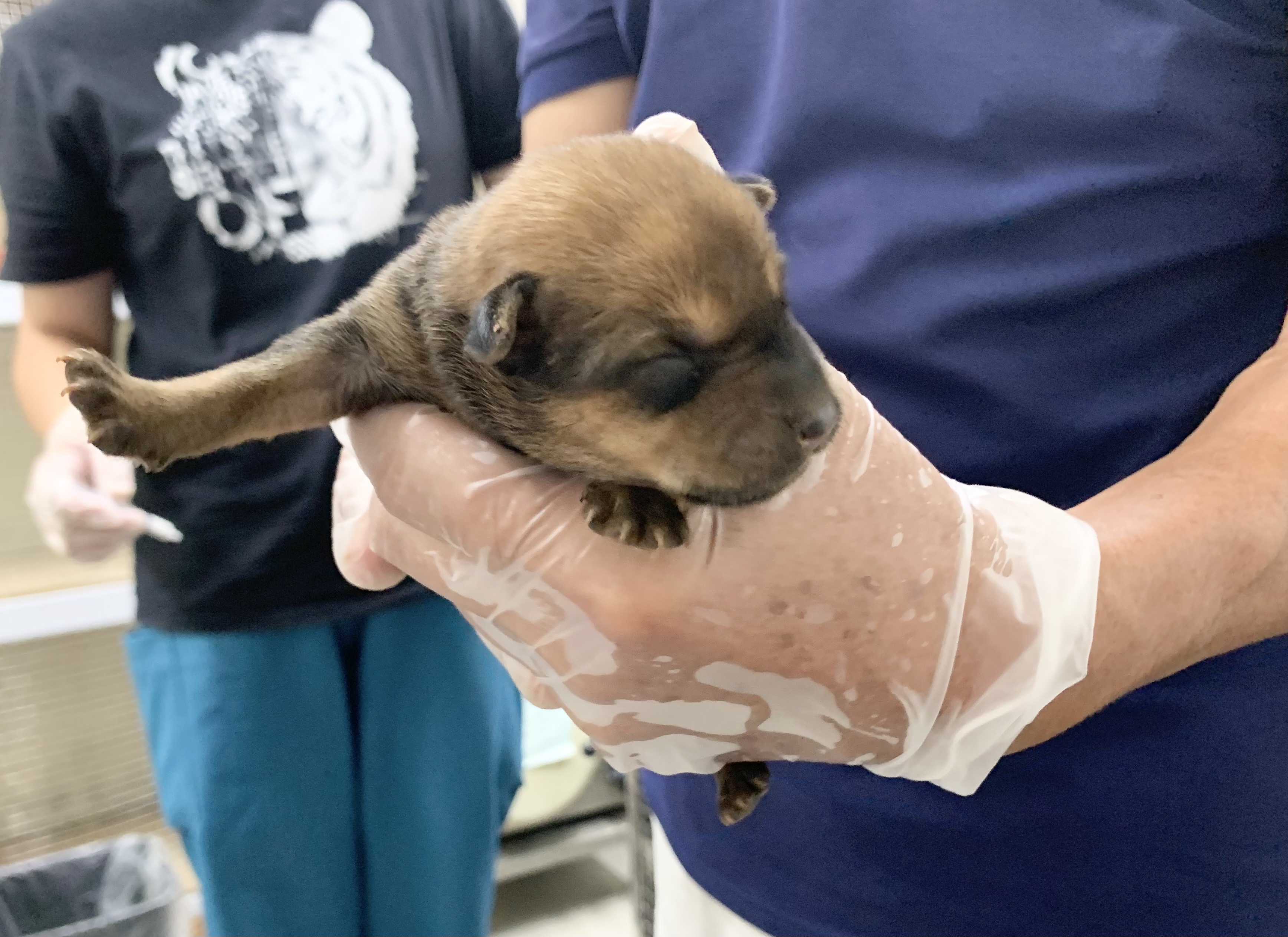 Brown young female mixed-breed dog, Small, shelter no. …2110