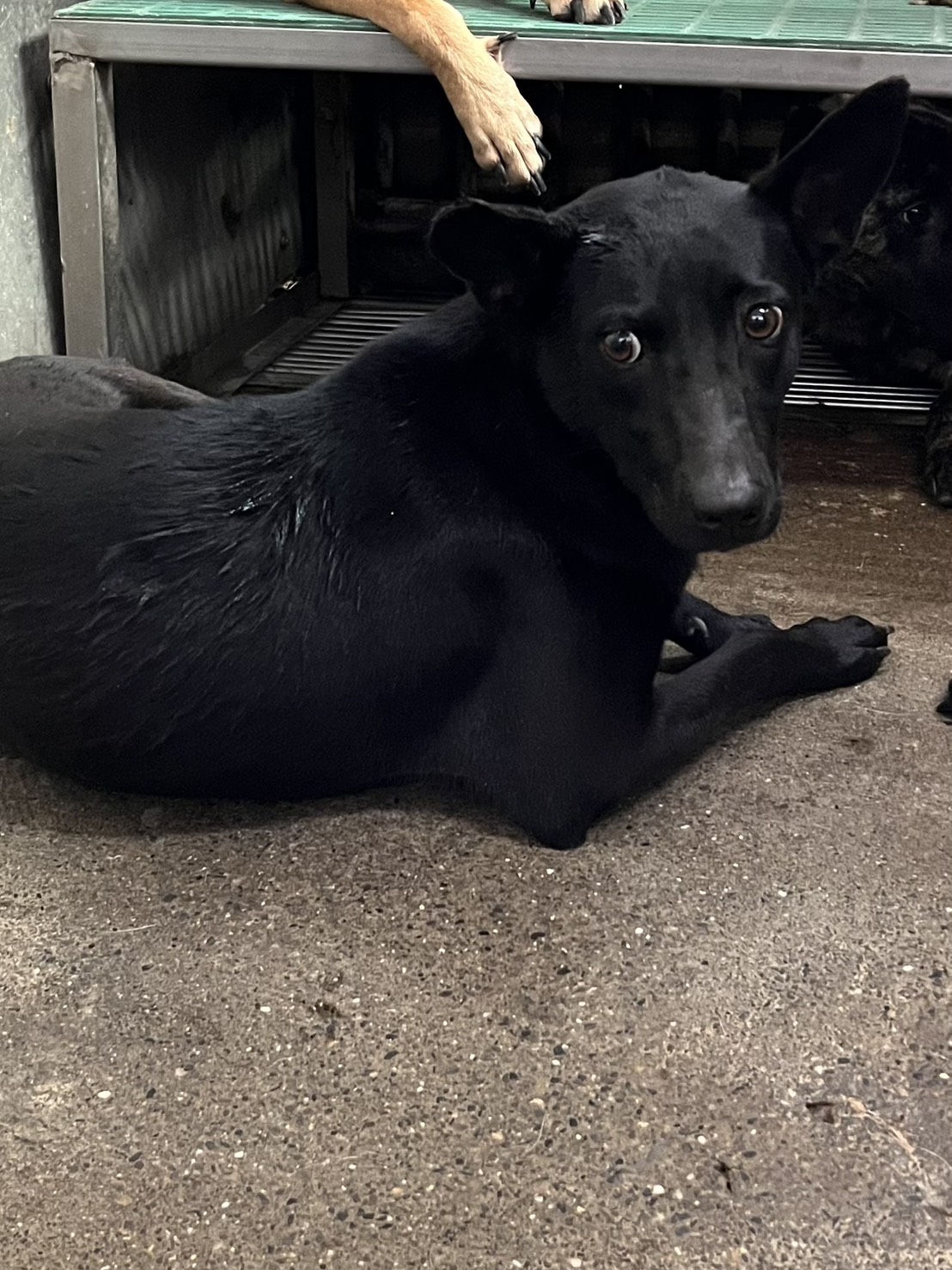 黑色成年母混種犬,中型, 收容編號 …9018