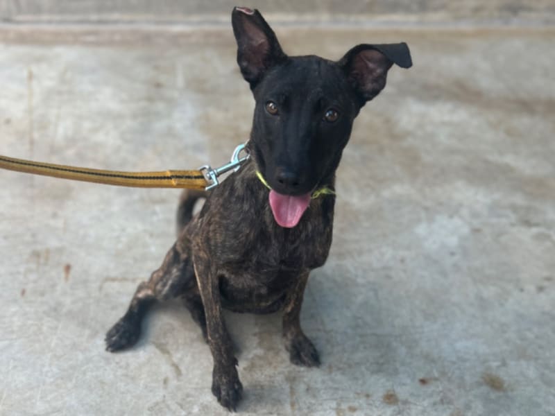 虎斑色成年母混种犬,中型, 收容编号 …6039. 完整的宠物。