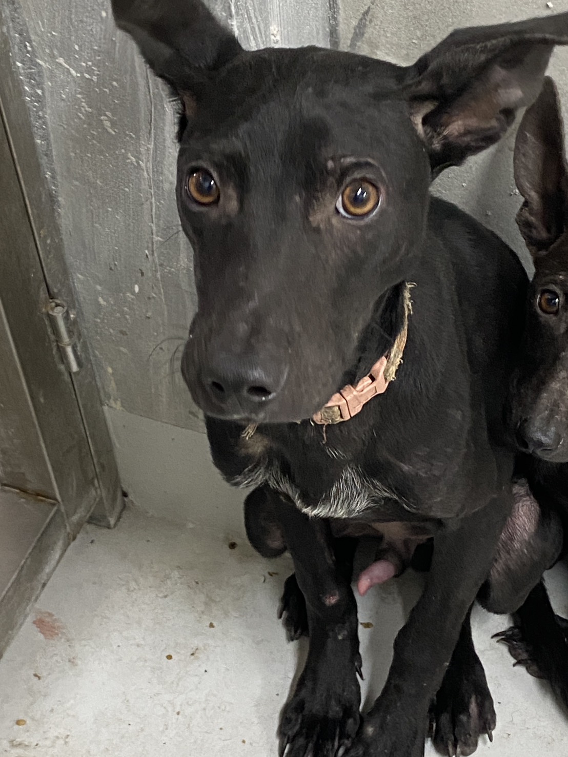 ミックス犬(オス・成犬・黒)、中型, 施設番号 …7001. 顔のアップです。