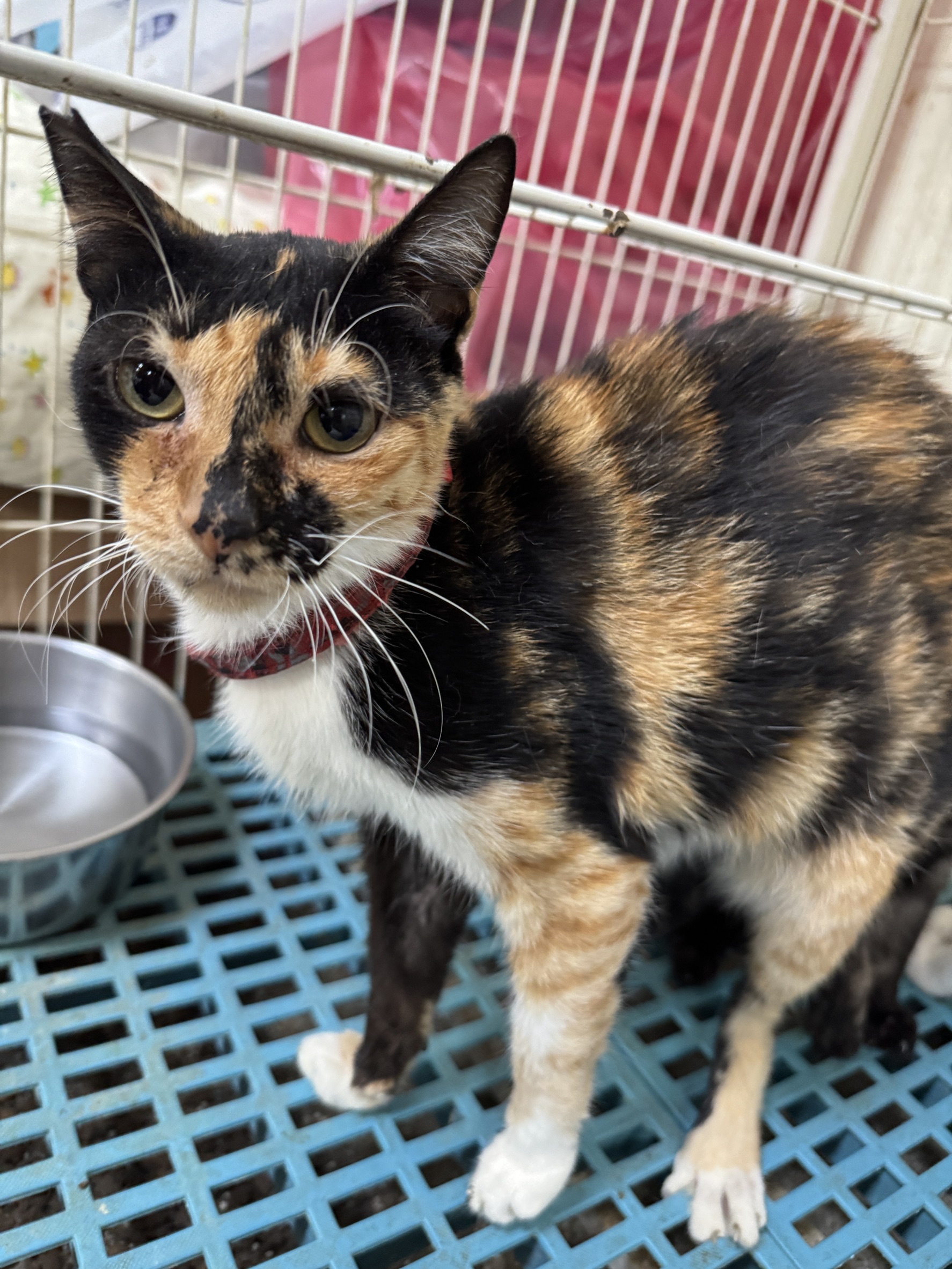 ミックス猫(メス・成猫・三毛)、大型, 施設番号 …7018. 顔のアップです。