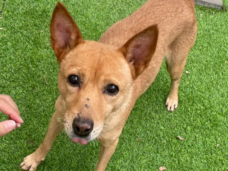 Perra mestiza hembra adulta (canela), Mediano, refugio n.º …5002. Más cerca de la cara.