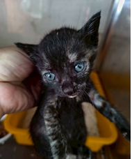 Chatte croisée femelle adulte, Petit, refuge n° …7007. Plus près du visage.