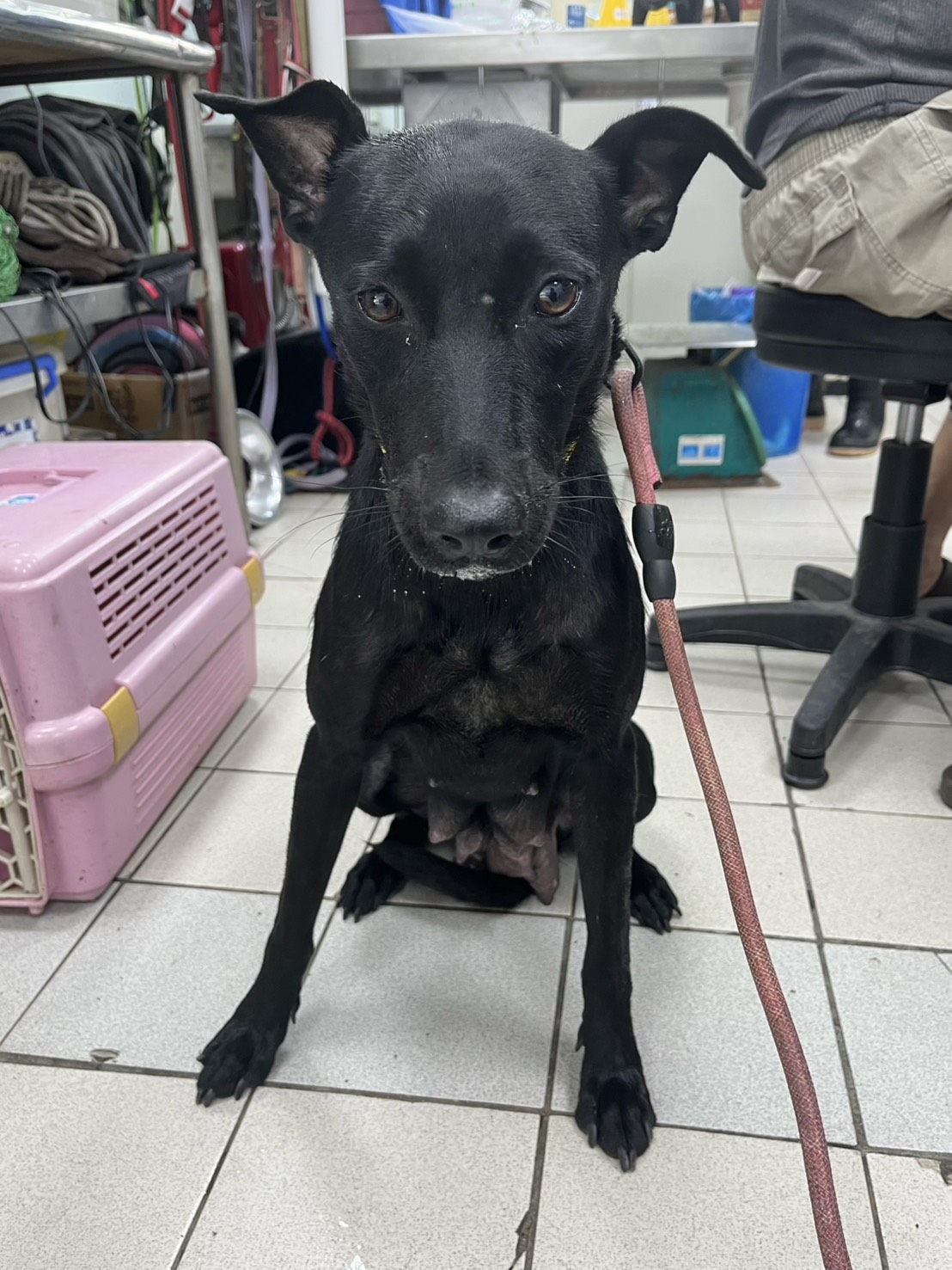 ミックス犬（メス・成犬・黒）、中型, 施設番号 …6001