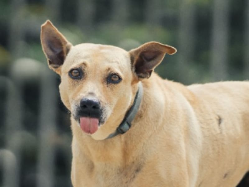 Perra mestiza hembra adulta (canela), Mediano, refugio n.º …9001. Más cerca de la cara.