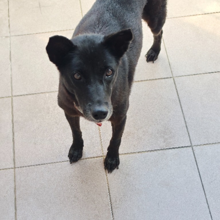 ミックス犬(メス・成犬・黒)、中型, 施設番号 …6-21. 顔のアップです。