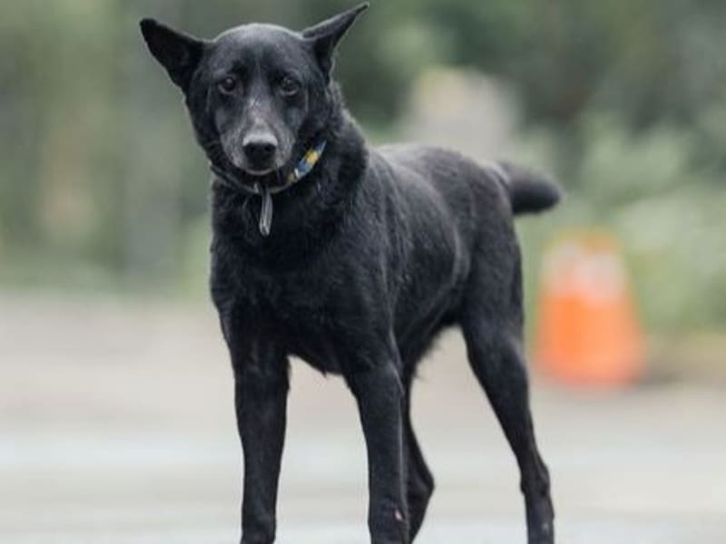 ミックス犬(オス・成犬・黒)、中型, 施設番号 …1310. 全身です。