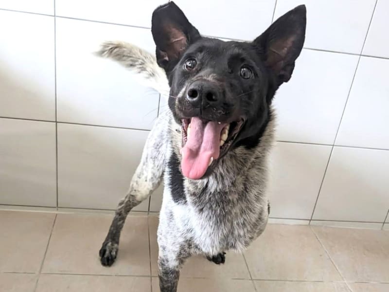 Perra mestiza hembra adulta (negro y blanco), Mediano, refugio n.º …1008. Todo el animal.