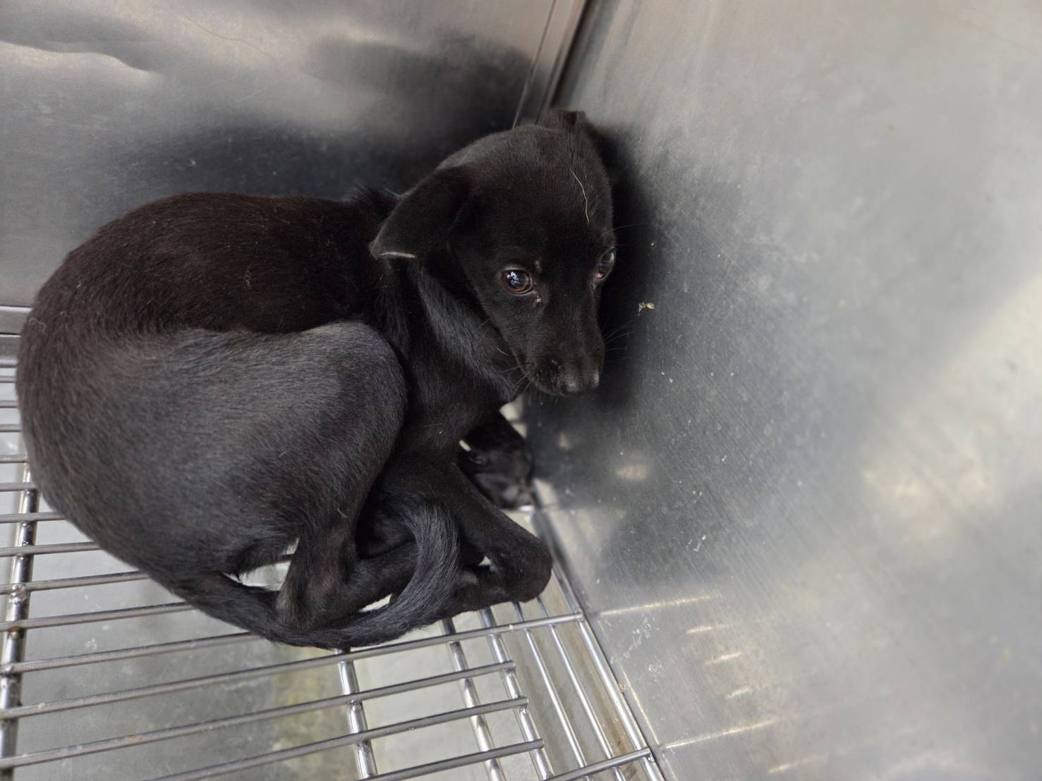 Black young female mixed-breed dog, Small, shelter no. …1706