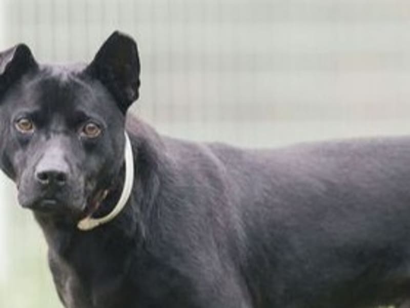 Perro mestizo macho adulto (negro), Grande, refugio n.º …2004. Más cerca de la cara.