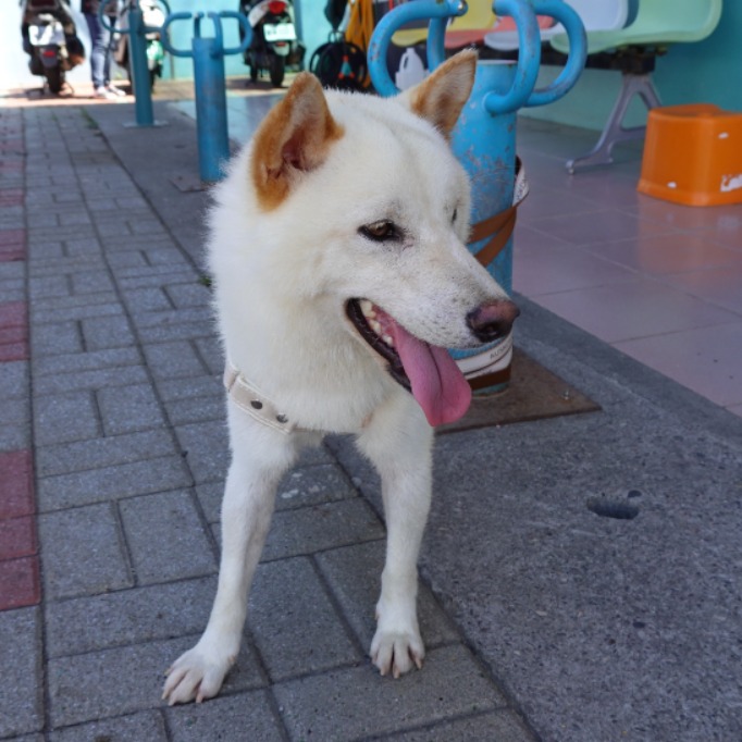 White adult male Shiba Inu, Medium, shelter no. …9-09