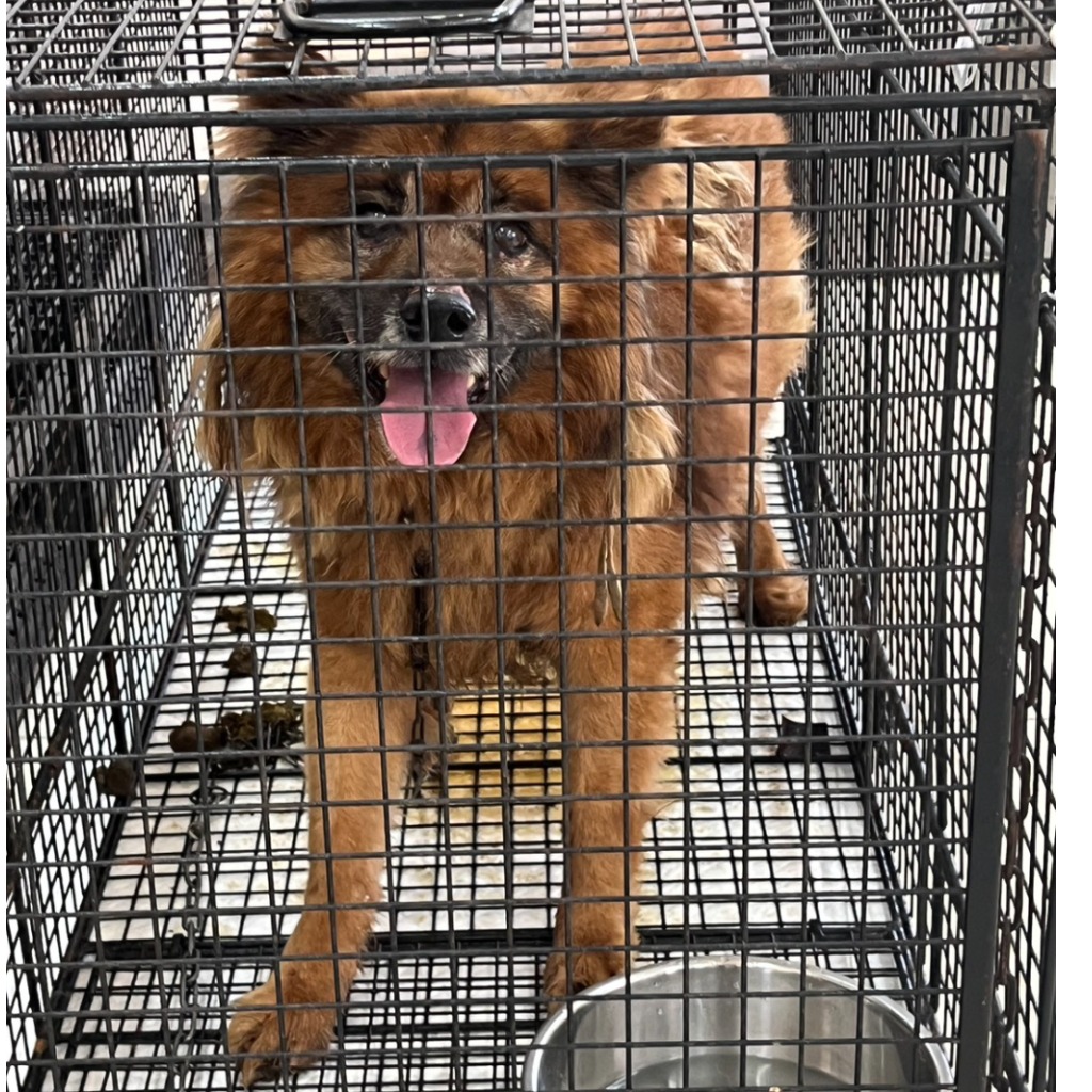 ミックス犬(オス・成犬・茶)、大型, 施設番号 …7D01. 全身です。