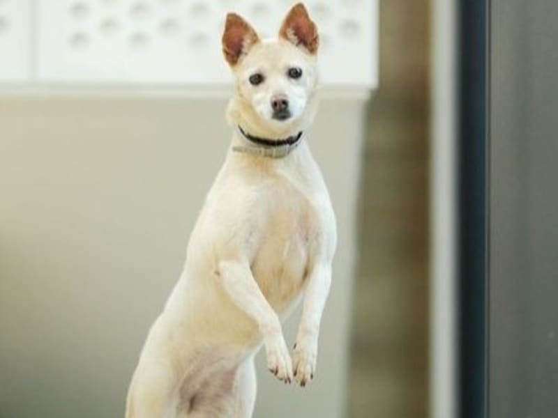 ミックス犬(メス・成犬・茶と白)、中型, 施設番号 …6001