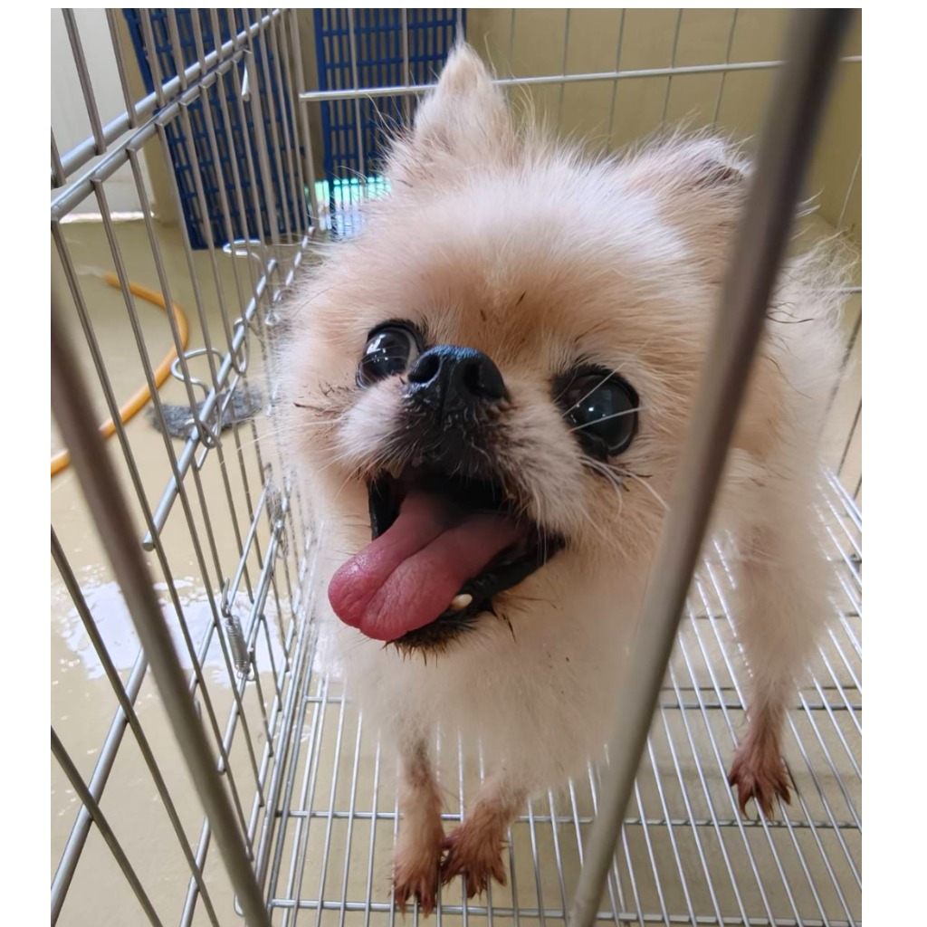 Pomerania macho adulto (blanco), Pequeño, refugio n.º …9001