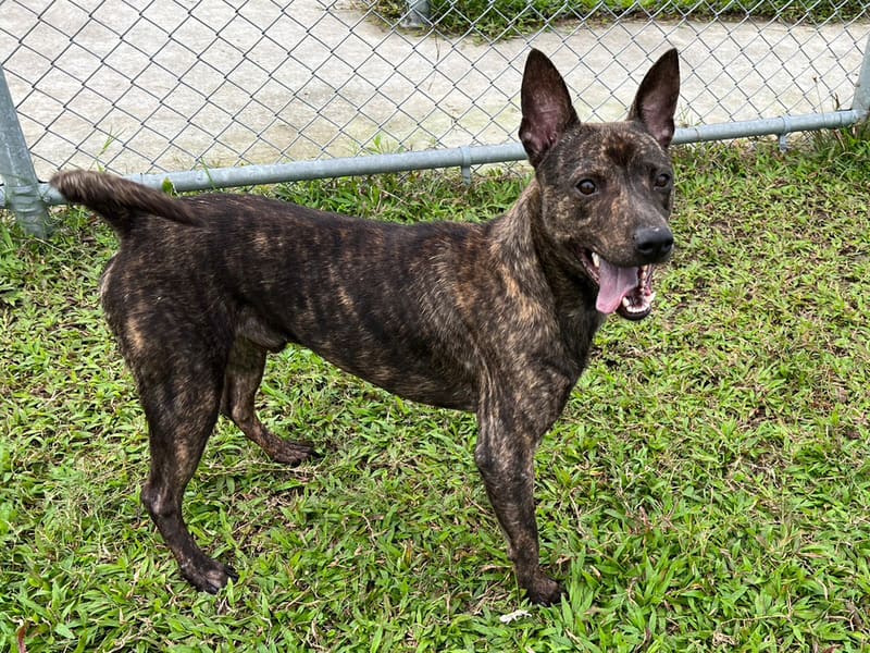 ミックス犬(オス・成犬・トラ)、中型, 施設番号 …2103. 全身です。