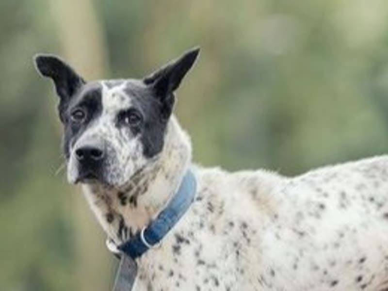Chien croisé mâle adulte (noir et blanc), Moyen, refuge n° …3003. Plus près du visage.