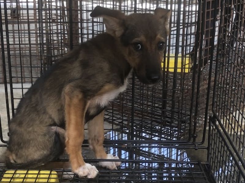 黑黃色青年公混種犬,中型, 收容編號 …2031. 完整的毛孩。