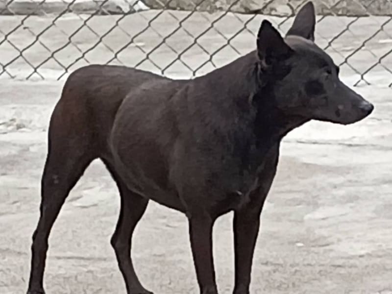 Perro mestizo macho adulto (negro), Grande, refugio n.º …022D. Todo el animal.