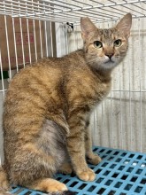 虎斑色成年母混种猫，大型, 收容编号 …9002
