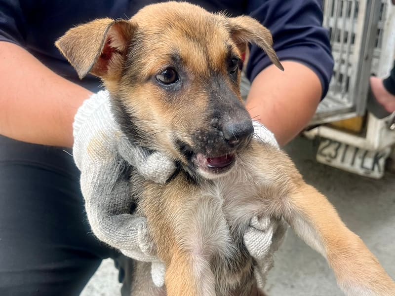 ミックス犬(メス・若い・黒と茶)、小型, 施設番号 …1023. 全身です。
