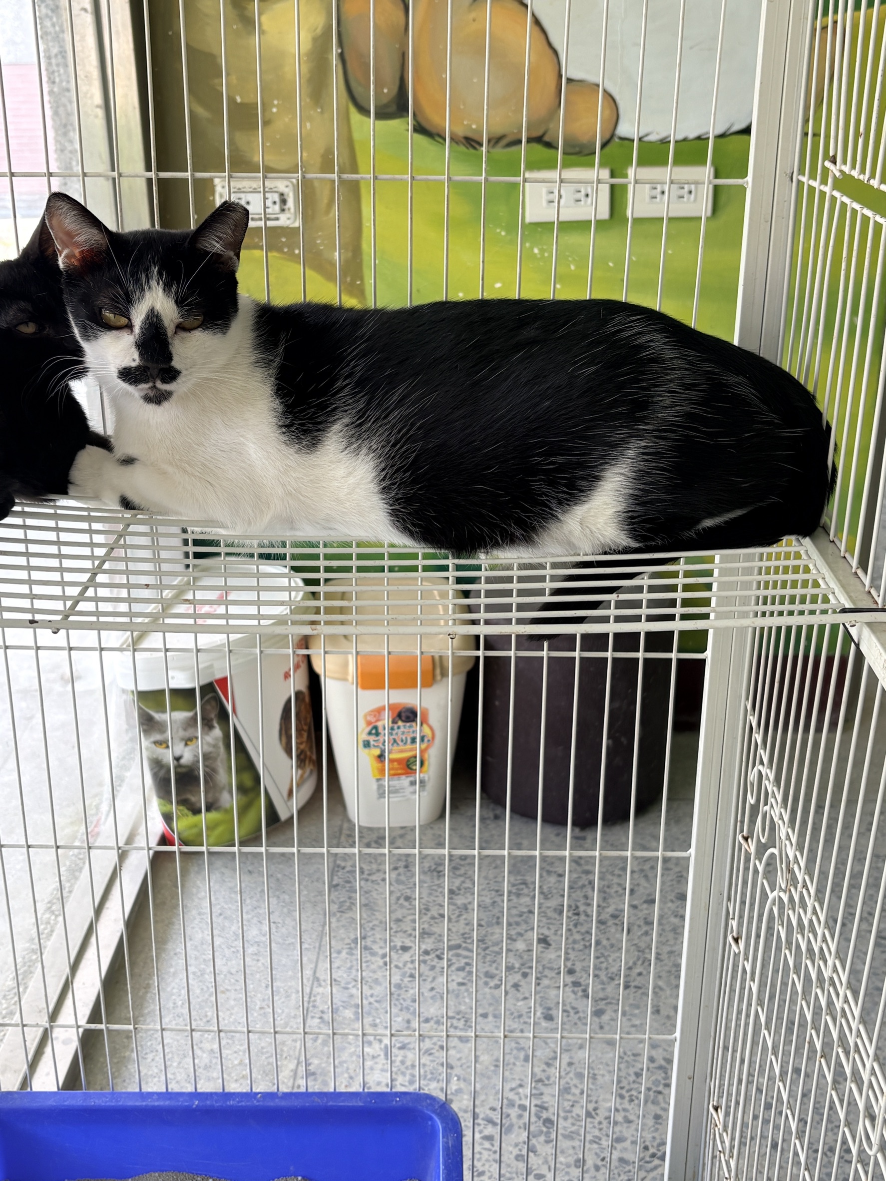 Black-and-white adult male mixed-breed cat, Large, shelter no. …9003. The whole animal.