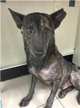 Black adult male mixed-breed dog, Small, shelter no. …2301