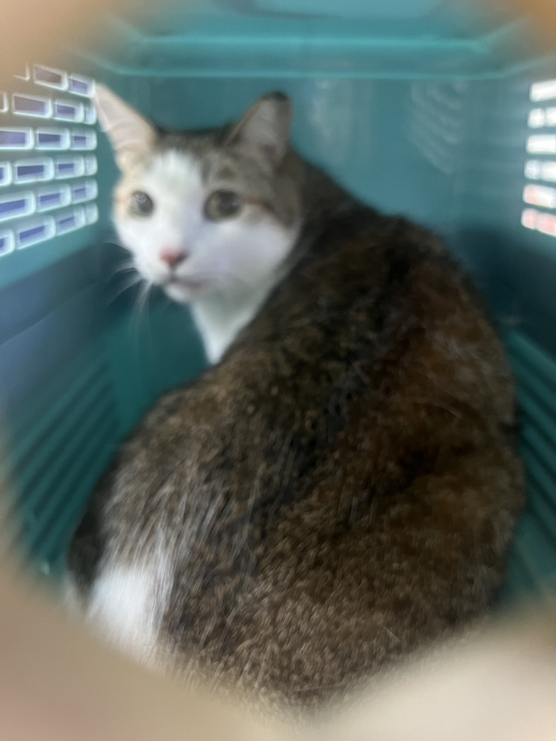 Chat croisé mâle adulte (tigré et blanc), Grand, refuge n° …3022. Plus près du visage.