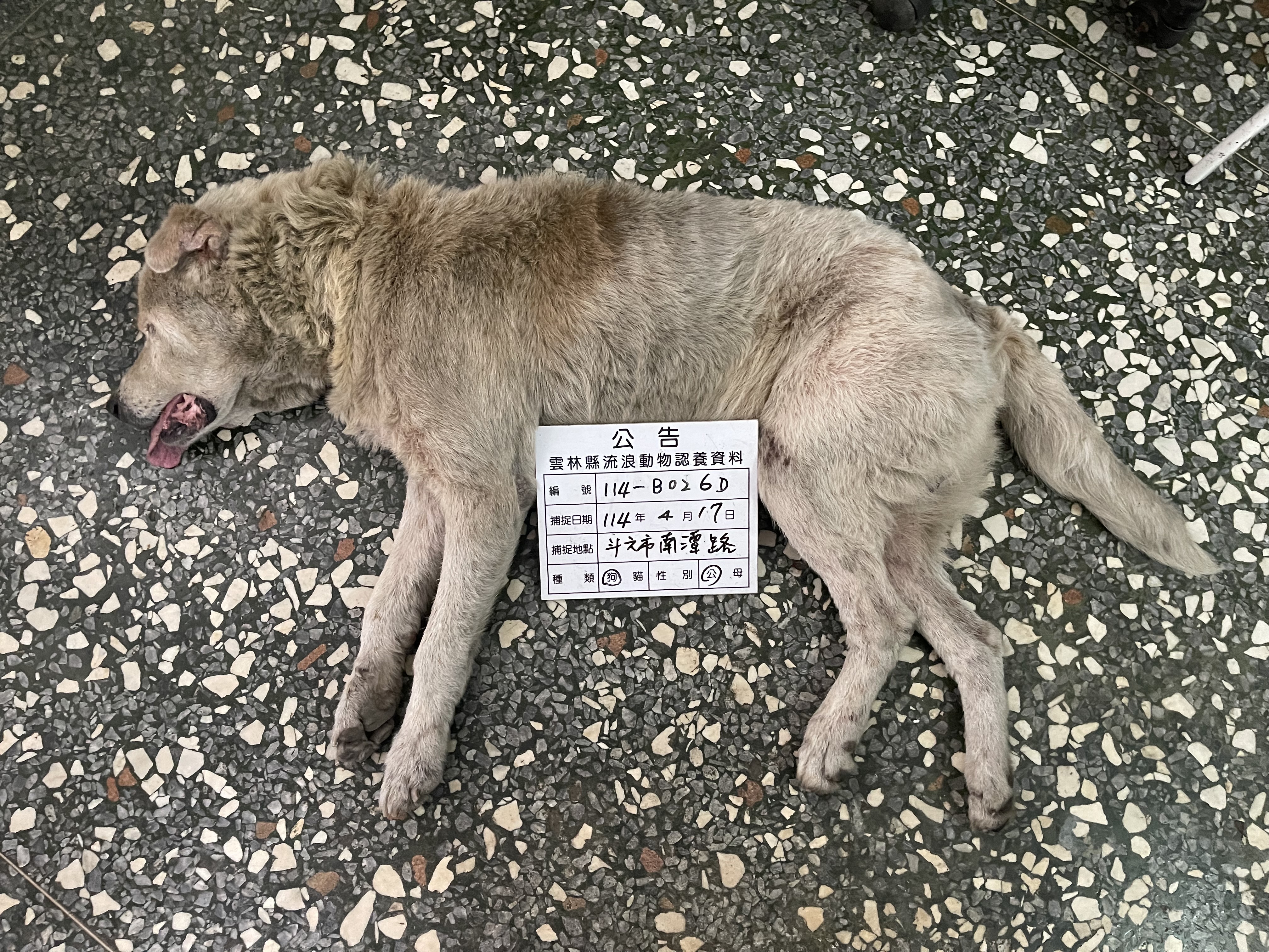 ミックス犬(オス・成犬・茶)、大型, 施設番号 …026D. 顔のアップです。