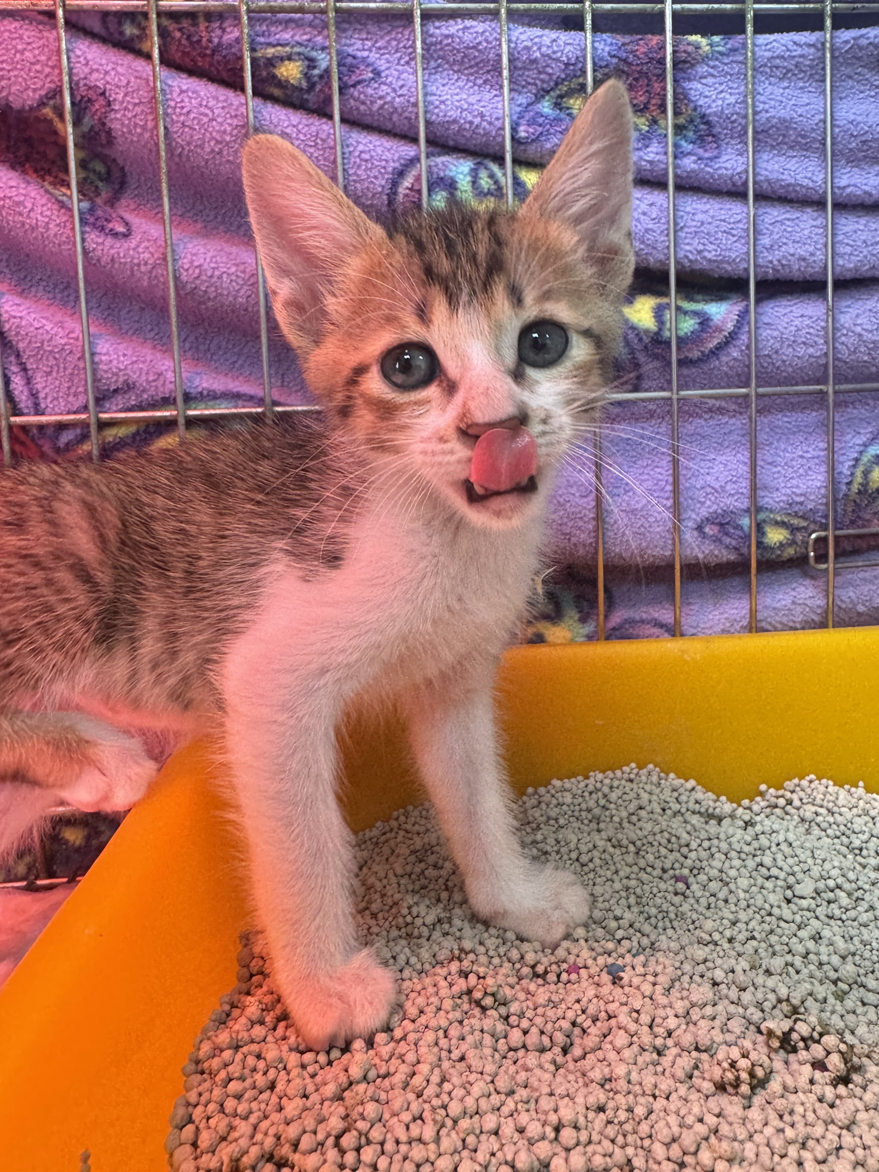 Tabby-and-white young male mixed-breed cat, Small, shelter no. …7001