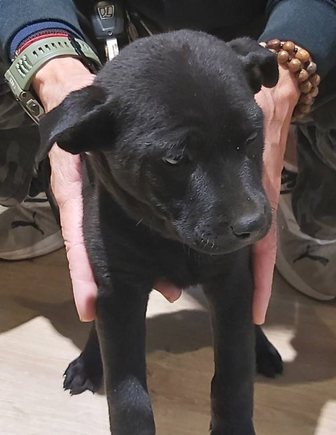 Perra mestiza hembra joven (negro), Pequeño, refugio n.º …8005. Más cerca de la cara.