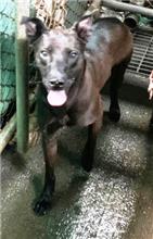 Perro mestizo macho adulto (negro), Grande, refugio n.º …7001