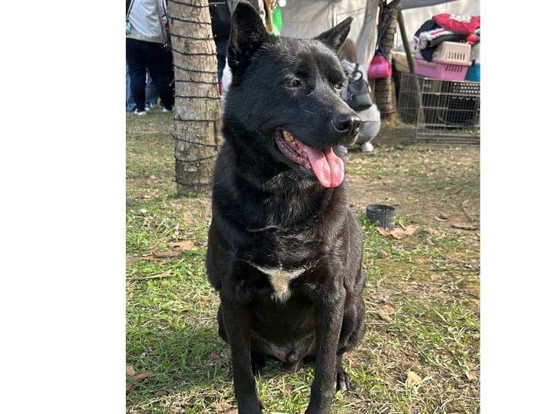 Perro mestizo macho adulto (negro), Mediano, refugio n.º …9001. Todo el animal.