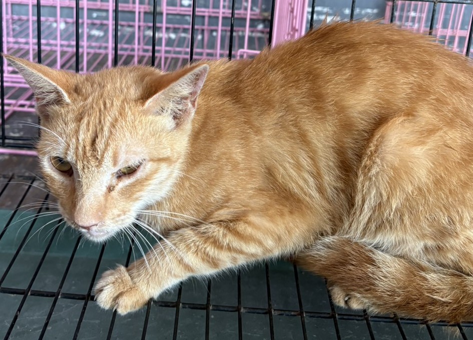 ミックス猫(メス・成猫・茶)、中型, 施設番号 …5002. 顔のアップです。