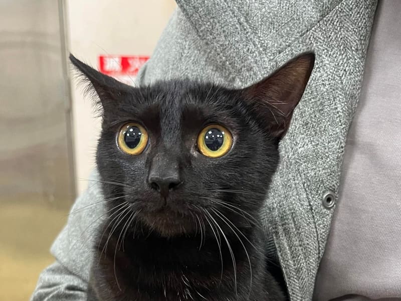 Pusang halo ang lahi (Babae, Bata, itim), Maliit, blg. ng shelter …9001. Mas malapit sa mukha.