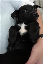 Black female mixed-breed dog, Small, shelter no. …0140