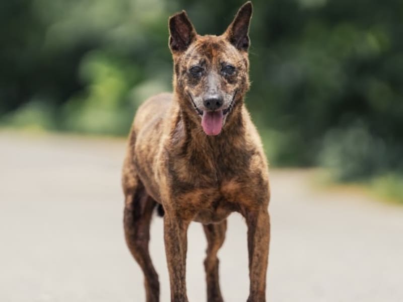 ミックス犬（メス・成犬・トラ）、中型, 施設番号 …8001. 全身です。