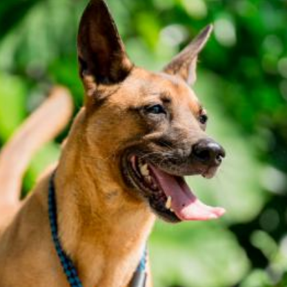ミックス犬(オス・成犬・黒と茶)、中型, 施設番号 …2004. 顔のアップです。