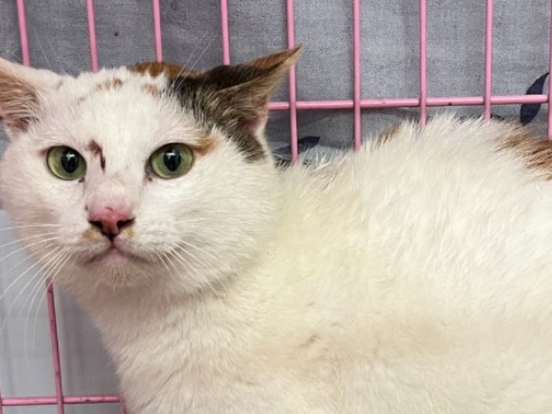 Pusang halo ang lahi (Babae, Matanda na, may guhit at puti), Katamtaman, blg. ng shelter …1203. Mas malapit sa mukha.