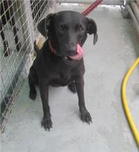 ミックス犬(メス・成犬・黒)、中型, 施設番号 …0012
