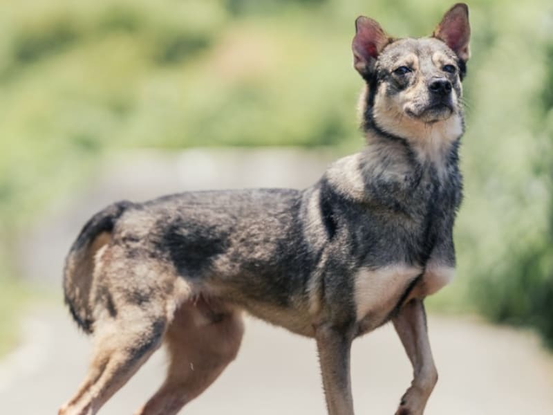 黑灰色青年公混种犬,中型, 收容编号 …8002. 完整的宠物。