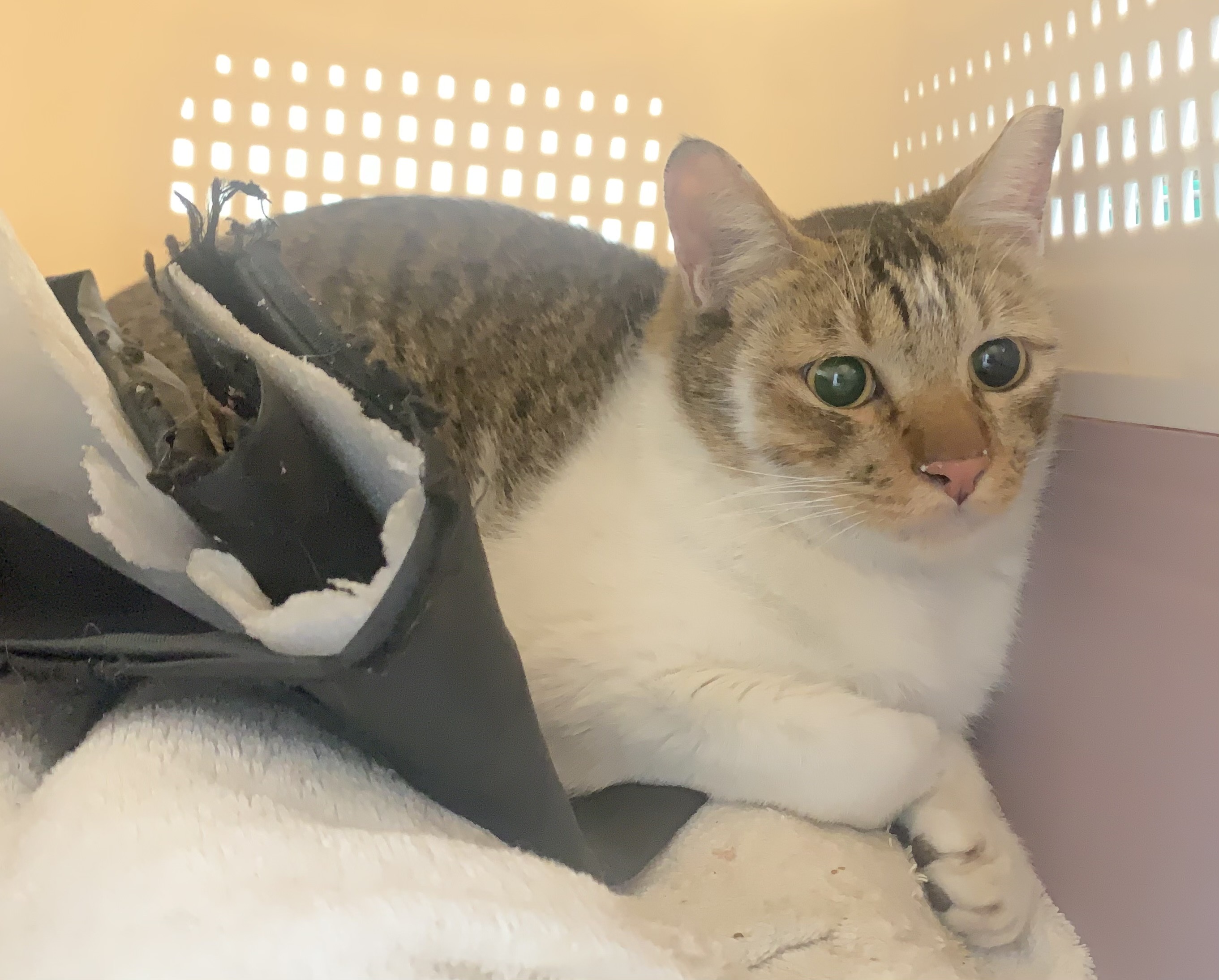 Pusang halo ang lahi (Lalaki, Matanda na, may guhit at puti), Maliit, blg. ng shelter …0208