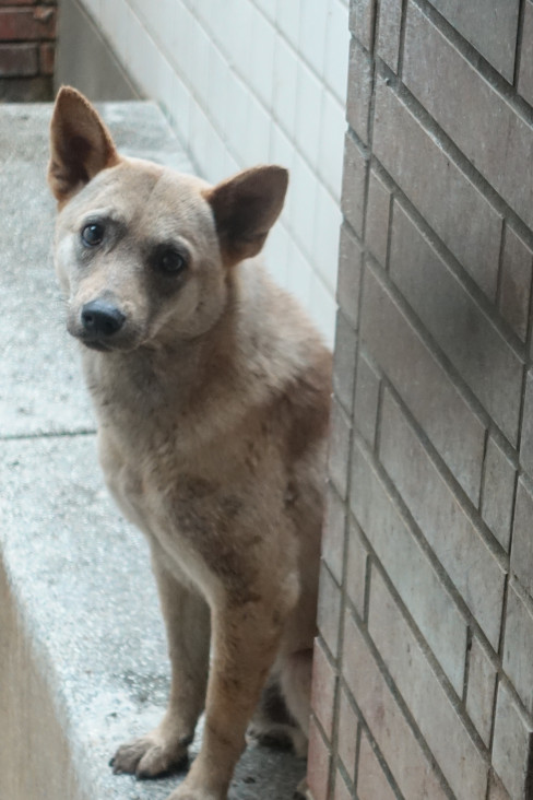 ミックス犬(オス・成犬・茶)、中型, 施設番号 …0381. 顔のアップです。