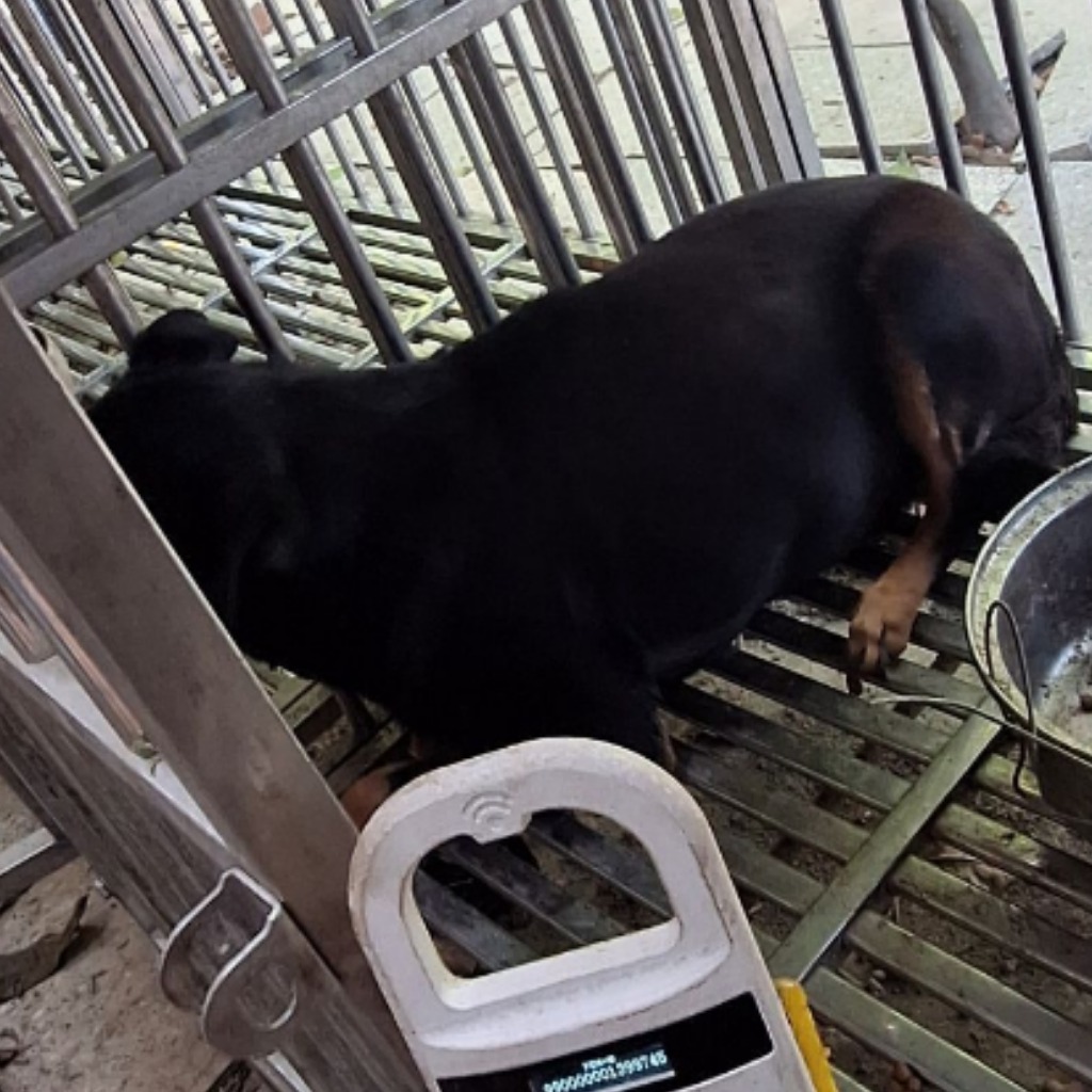 黑黄色成年母混种犬,大型, 收容编号 …091D. 完整的宠物。