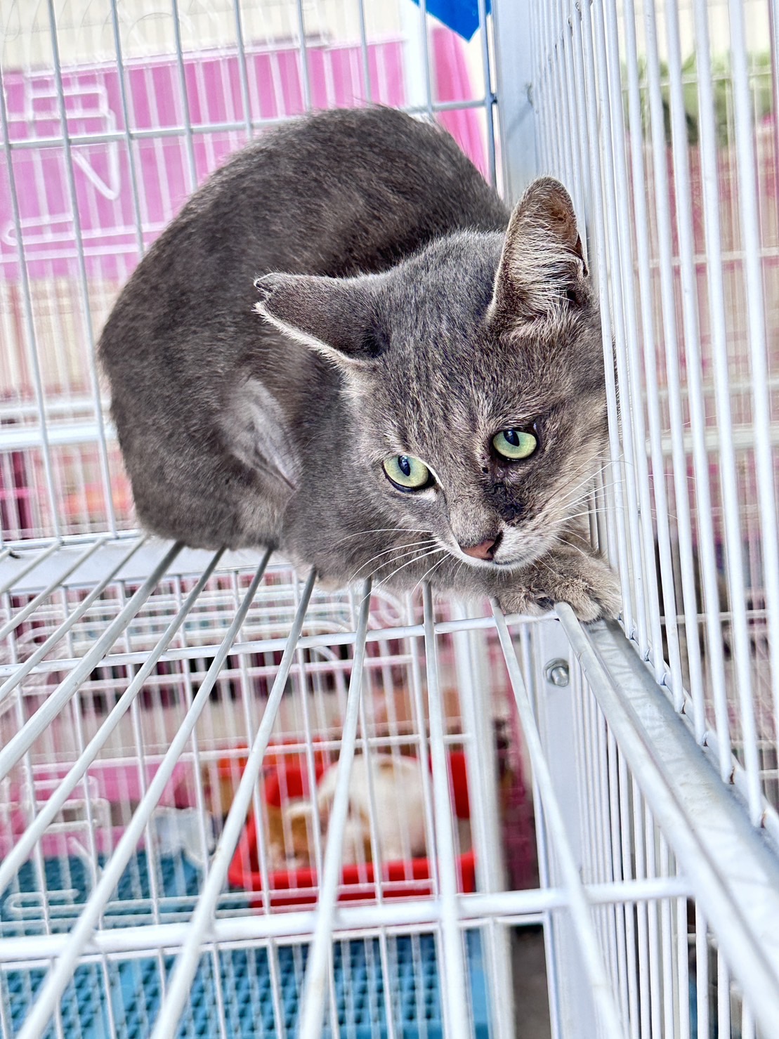 ミックス猫(メス・成猫・グレー)、大型, 施設番号 …3001