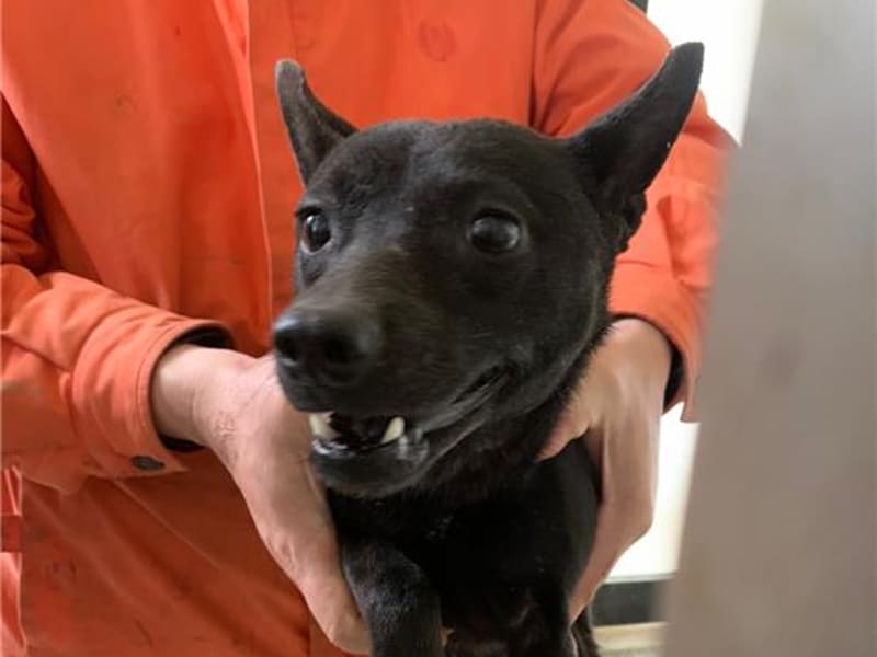 ミックス犬（メス・成犬・黒）、大型, 施設番号 …5025. 顔のアップです。