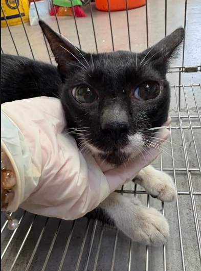 Black-and-white adult male mixed-breed cat, Medium, shelter no. …4001