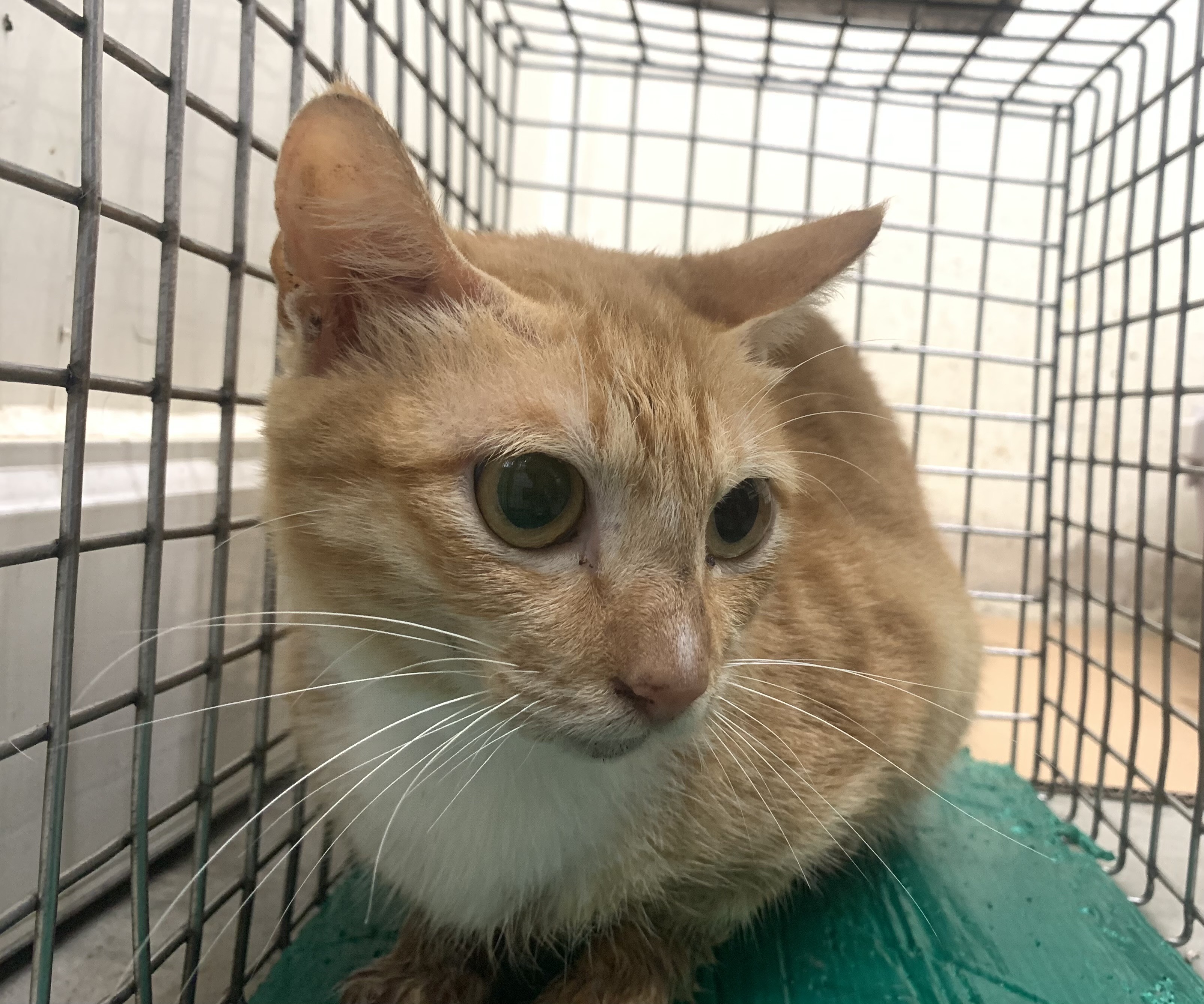 ミックス猫(メス・成猫・茶とトラ)、小型, 施設番号 …0204