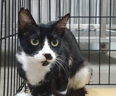 Black-and-white adult female mixed-breed cat, Small, shelter no. …6007