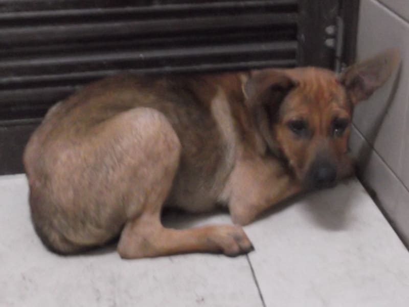 ミックス犬（メス・若い・茶）、中型, 施設番号 …3113. 全身です。