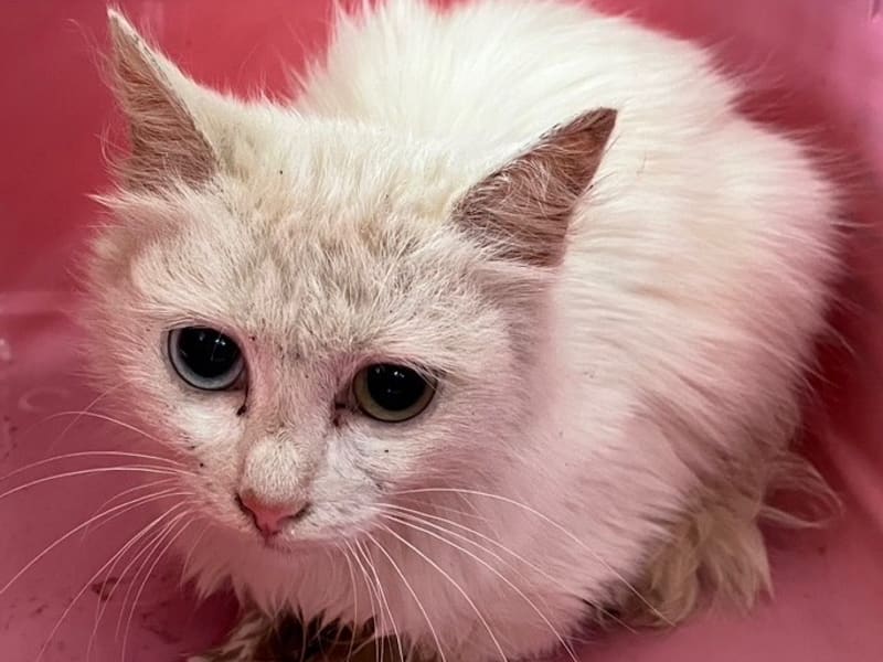 Chatte croisée femelle jeune (blanc), Petit, refuge n° …6005. Plus près du visage.